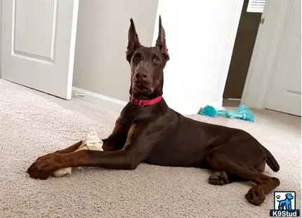 Doberman Pinscher